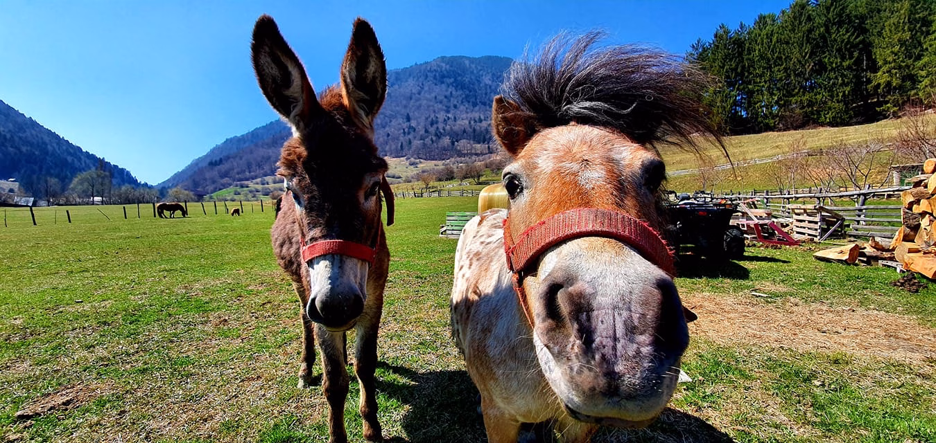 Ferma Hora cu Brazi Zărnești | Natură, animale și activități pentru copii | Descoperă Ferma Vilei Hora cu Brazi din Zărnești: animale, activități pentru copii și ingrediente proaspete folosite zilnic în Restaurantul Cetiniș.