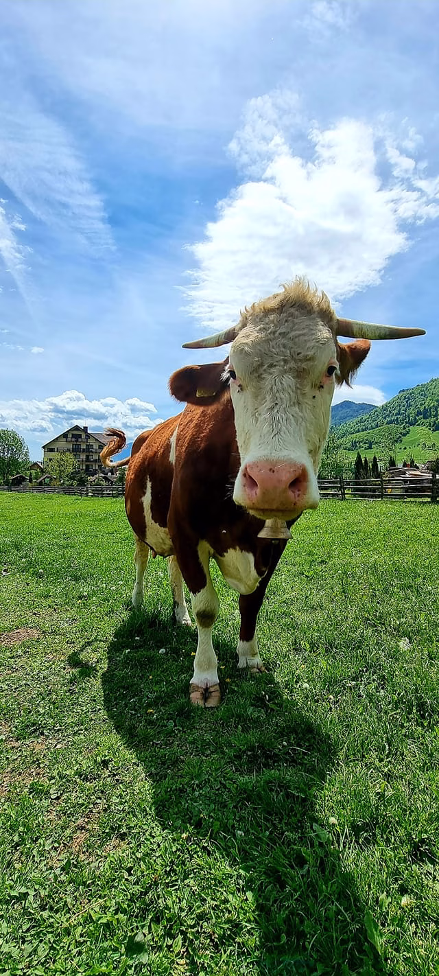 Ferma Hora cu Brazi Zărnești | Natură, animale și activități pentru copii | Descoperă Ferma Vilei Hora cu Brazi din Zărnești: animale, activități pentru copii și ingrediente proaspete folosite zilnic în Restaurantul Cetiniș.