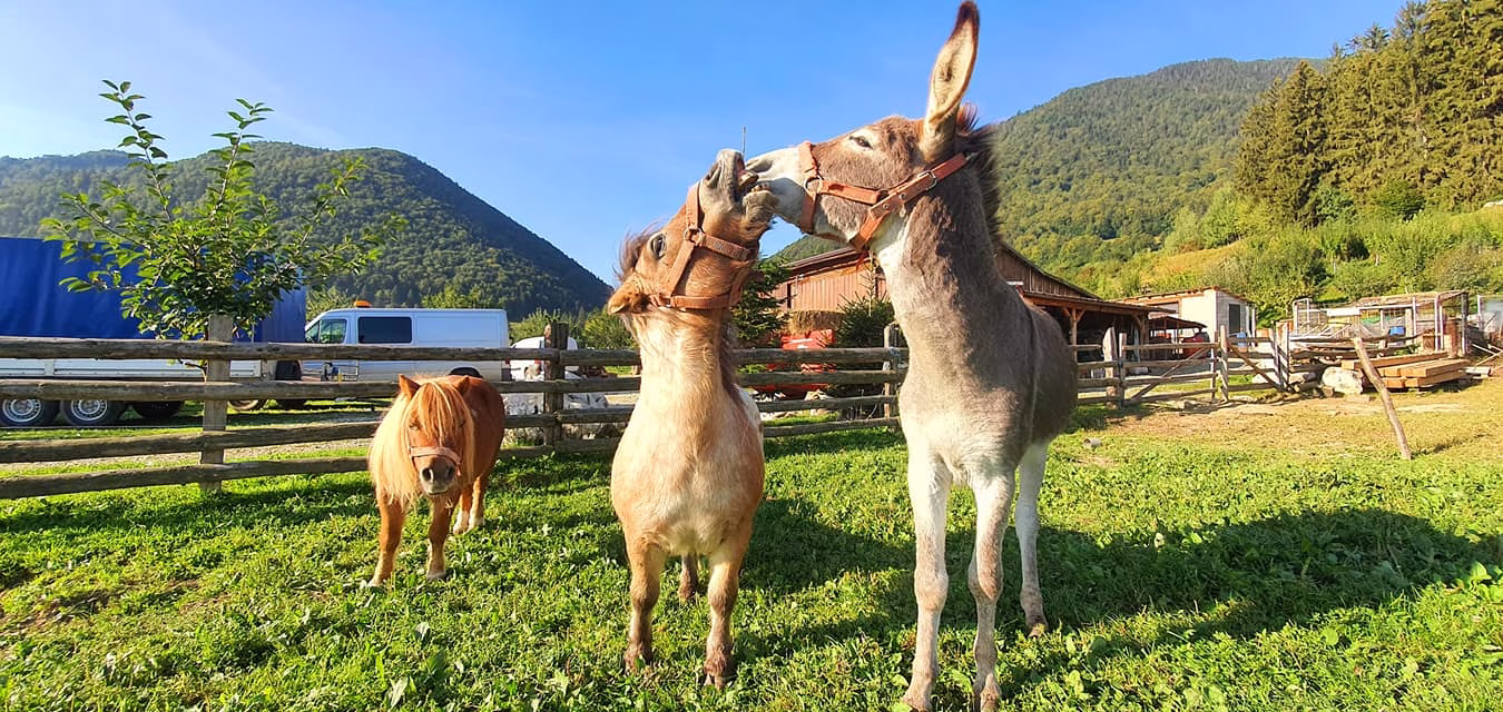 Ferma Hora cu Brazi Zărnești | Natură, animale și activități pentru copii | Descoperă Ferma Vilei Hora cu Brazi din Zărnești: animale, activități pentru copii și ingrediente proaspete folosite zilnic în Restaurantul Cetiniș.